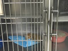 -天使宠物医院·犬猫分诊(彩虹店)