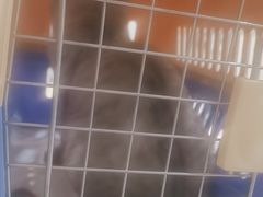 -伟伟宠物医院·CT影像中心·瑞派犬猫综合性门诊(汉口总院)
