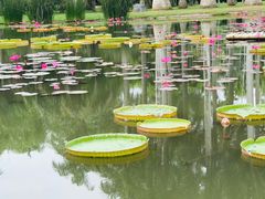 -中国科学院西双版纳热带植物园