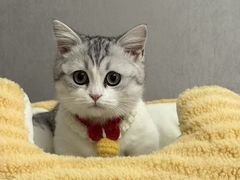 -欣宠猫屋·矮脚拿破仑·蓝金金渐层