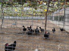 -海堤葡萄园中小学生研学基地