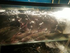 -老板恋上鱼(印象城店)