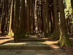 -武陵山森林公园