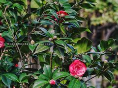 -深圳国际园林花卉博览园