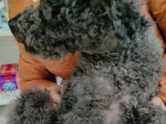 -瑞鹏瑞爱宠物医院·全科·猫科·血液透析中心(龙头寺店)