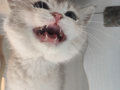 -东方名猫馆·英短金渐层布偶猫舍(环线广场1号楼店)