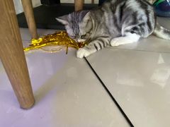 -平行世界·猫咖(首经贸店)