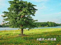 -海珠湖公园