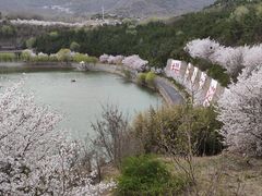 -樱花山风景区