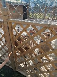 -萌宠亲子动物乐园(槐房万达店)