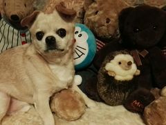 -Oh My Dog宠物沙龙(伊珊娜皮毛护理店)