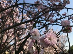 -天适樱花悠乐园