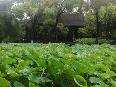 -桂湖森林公园