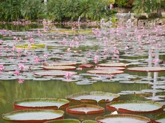 -中国科学院西双版纳热带植物园