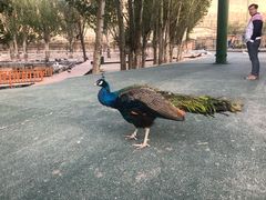 -新疆天山野生动物园