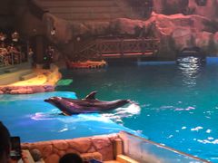 -芜湖新华联大白鲸海洋公园