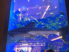 -成都浩海立方海洋公园