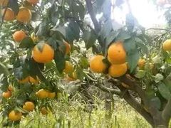 -涌泉保岛蜜桔