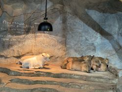 -Zoolung Zoolung动物主题公园(海信广场店)