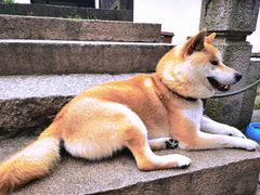 -黎里古镇