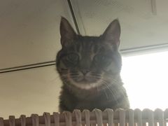 -爱侣宠医·鹦鹉专科·小型哺乳类·异宠专科(灵石路店)