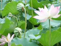 景点-荔湾湖公园