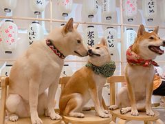 -柴迷FANS CLUB·柴犬狗咖·猫咖