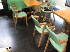 -猫色咖啡·猫咖