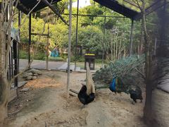 -合肥滨湖国家森林公园