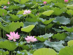 -荔湾湖公园