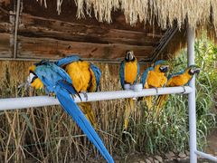 -西霞口神雕山野生动物世界