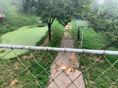 -西霞口神雕山野生动物世界