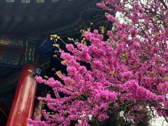 -西安市广仁寺