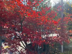 -牛背梁国家森林公园