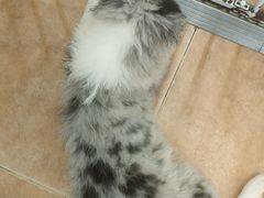 -Let's go狗咖·猫咖·奶狗·桌游(春熙路IFS店)