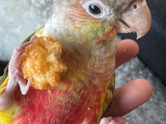 -吉丁鸟咖·异宠·寄养