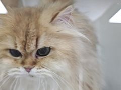 -十月米努特矮脚猫舍