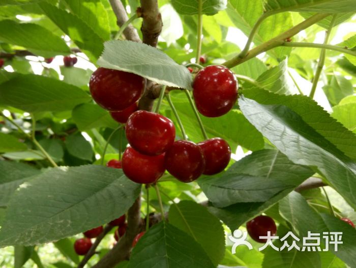 西郊盛花大櫻桃採摘園-圖片-大連購物-大眾點評網