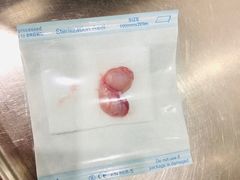 -伟伟宠物医院·CT影像中心·瑞派犬猫综合性门诊(汉口总院)
