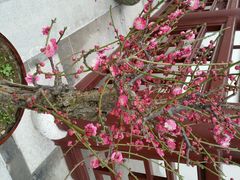 盆景-上海海湾国家森林公园