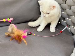 -lincat·猫舍(广州店)