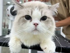-爱洗澡的猫(天河路店)