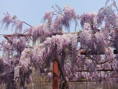 -嘉定紫藤园