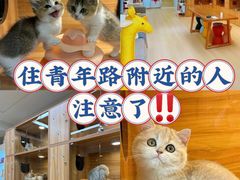 -猫十亿·布偶金渐层·曼基康矮脚猫舍(青年路店)