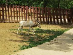 -石家庄市动物园