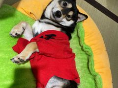 -逗柴咖啡屋·狗咖猫咖宠物桌游