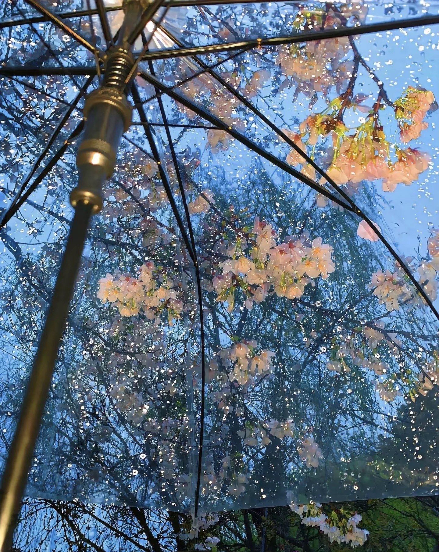 樱花雨中的静思