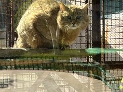-青藏高原野生动物园