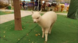 -萌宠亲子动物乐园(槐房万达店)