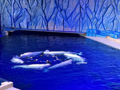 -珠海长隆海洋王国